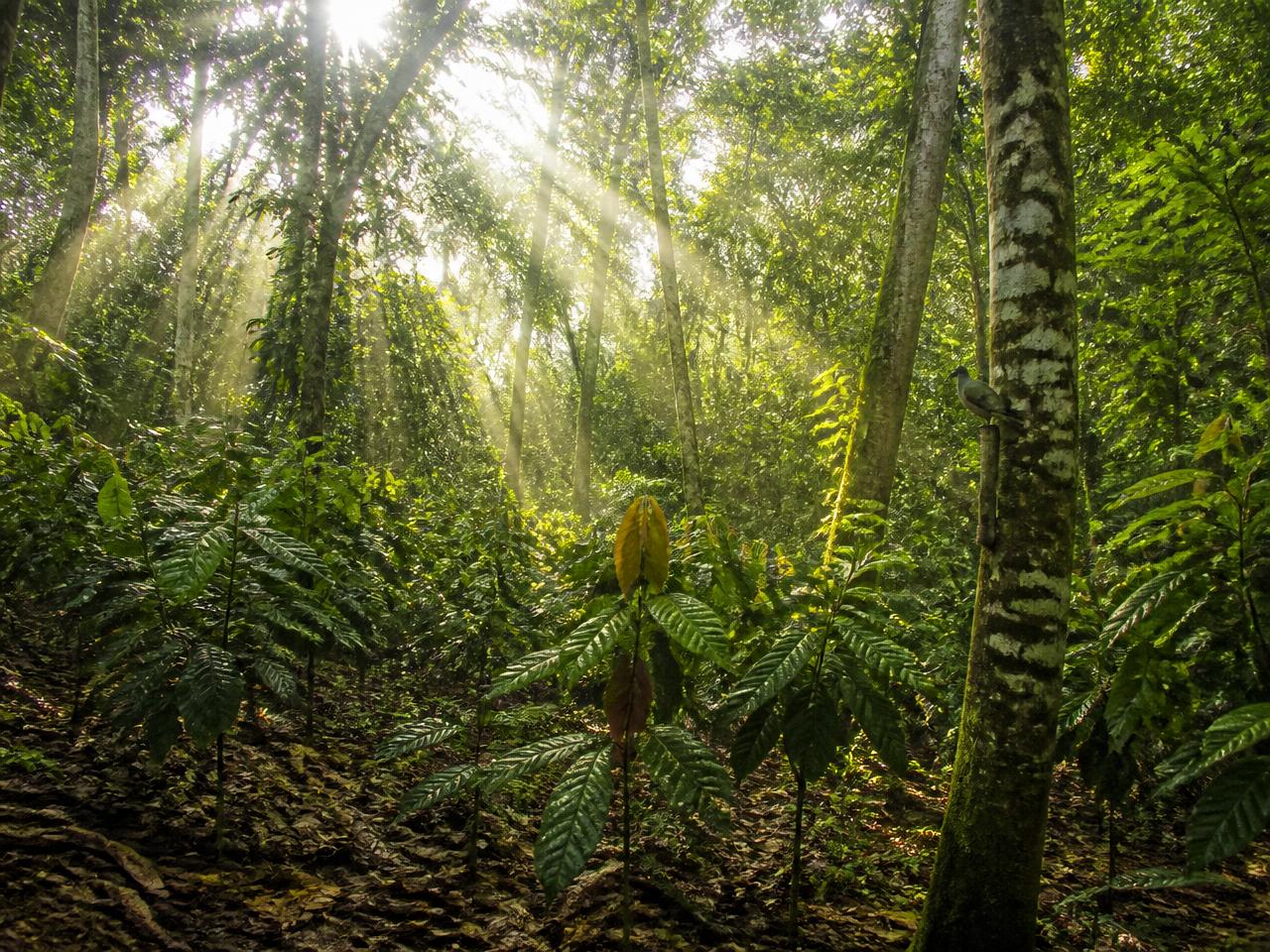 Cacao colombiano cultivado bajo sombra en un sistema agroforestal con árboles nativos